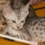 15 Cat Breeds Vets Say Should Never Live in Apartments Because of Destructive Behavior