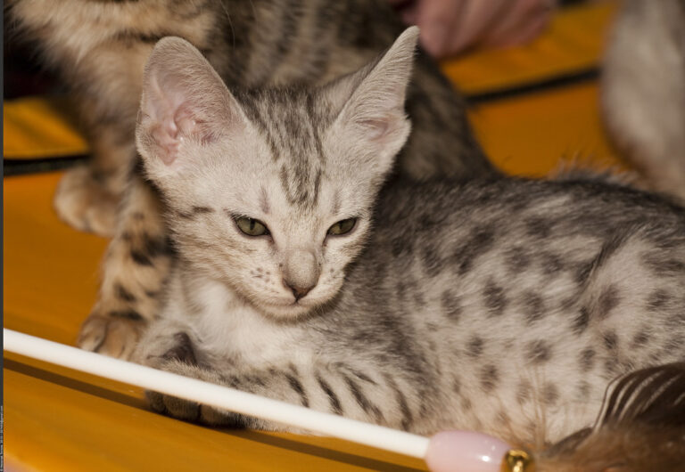 15 Cat Breeds Vets Say Should Never Live in Apartments Because of Destructive Behavior