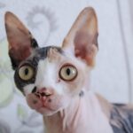 8 Cat Breeds That Turn Destructive When Bored