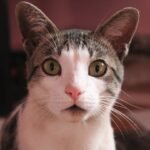 Do You Speak Cat? Understanding Their Secret Language of Affection