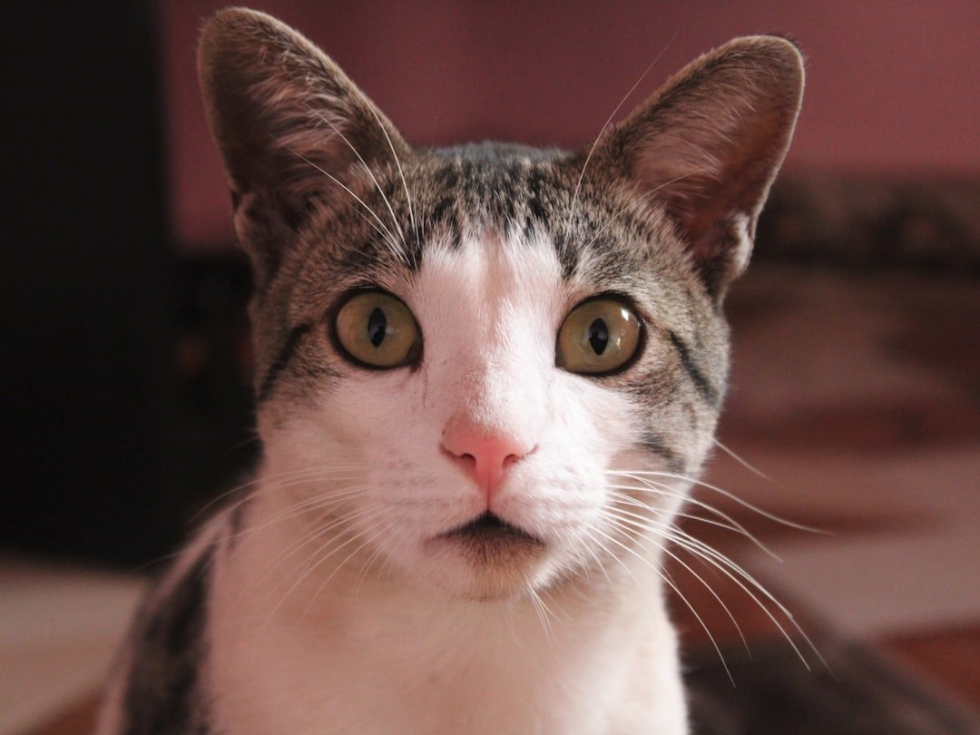 Do You Speak Cat? Understanding Their Secret Language of Affection