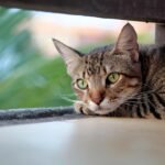 Is Your Cat a Secret Guardian? Unraveling Their Protective Instincts