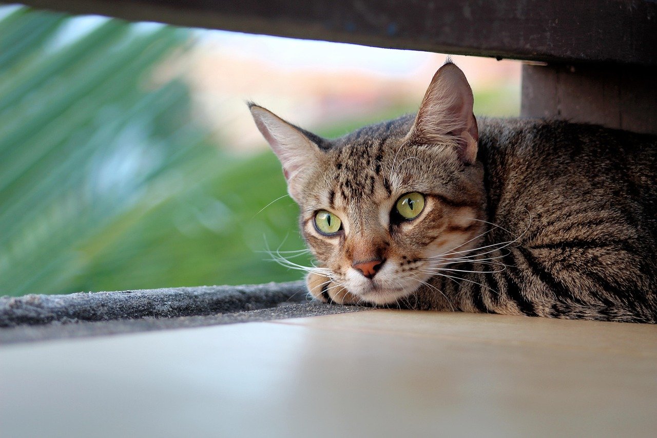 Is Your Cat a Secret Guardian? Unraveling Their Protective Instincts