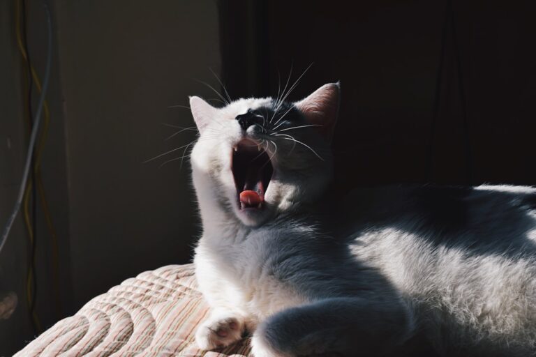 What's in a Meow? Decoding Your Cat's Vocalizations Beyond the Basics