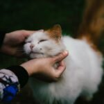 Why Does Your Cat Follow You Everywhere? It's More Than Just Curiosity