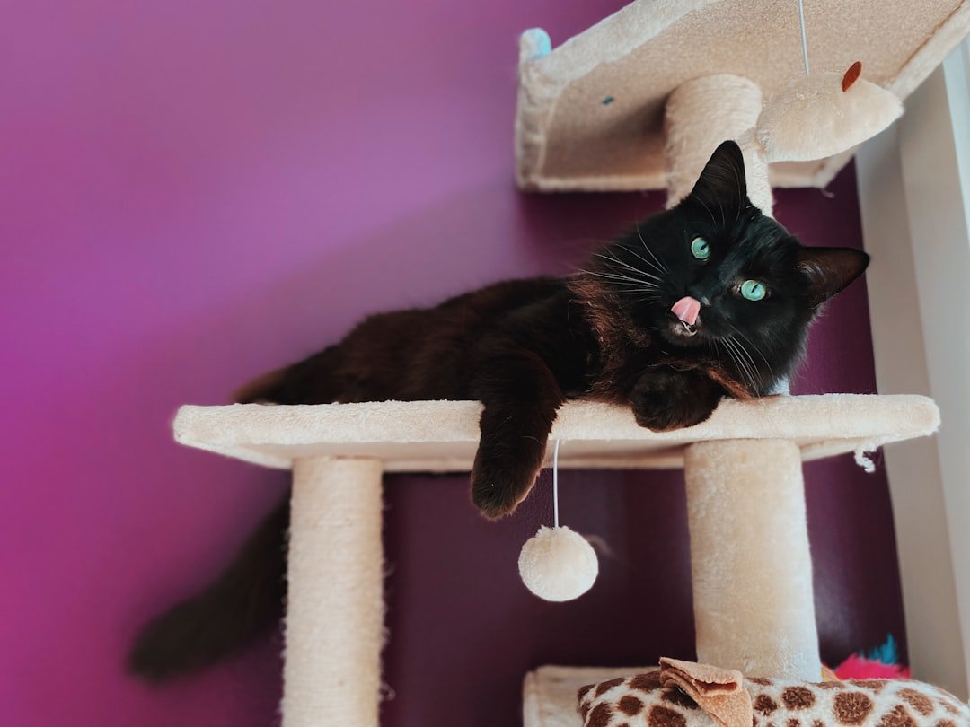 10 Simple Ways to Enrich Your Indoor Cat's Life (They'll Thank You!)