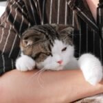 Cats Don't Just Live with You; They Choose to Share Their Lives