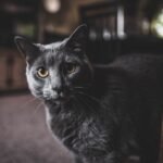 The Secret Life of Senior Cats: Understanding Their Evolving Needs