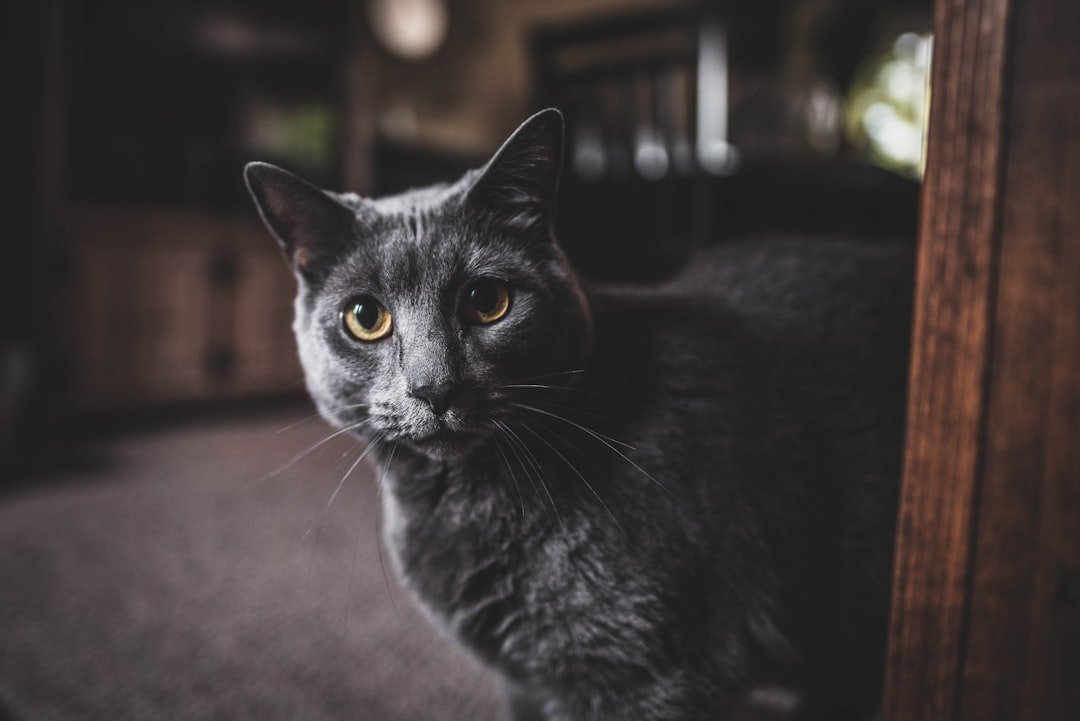 The Secret Life of Senior Cats: Understanding Their Evolving Needs