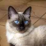Why Vets Warn Against Keeping a Siamese Cat?