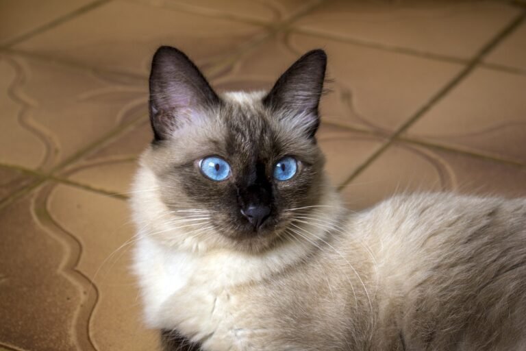Why Vets Warn Against Keeping a Siamese Cat?