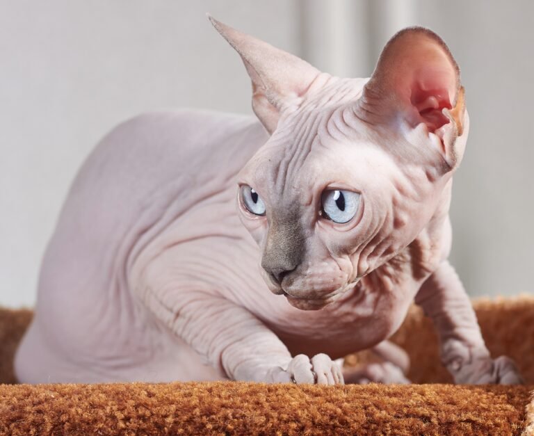 Why A Sphynx Cat Is Not For Beginners