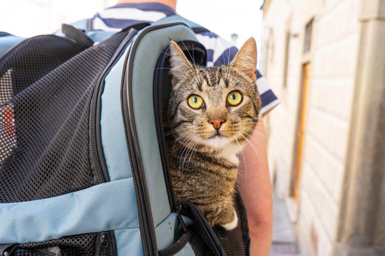 10 Things To Know When Travelling With a Cat