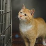 Before You Adopt, Think if A Senior Cat Is Good For You