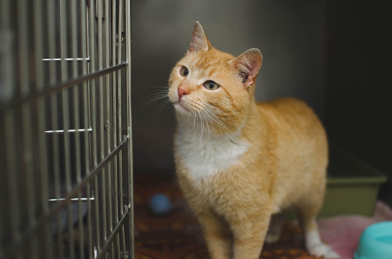 Before You Adopt, Think if A Senior Cat Is Good For You