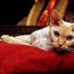 6 Cat Breeds Often Considered Hard to Train