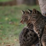 Why Do Cats Yowl At Night