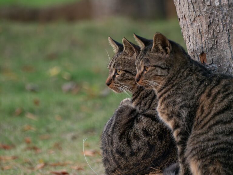 Why Do Cats Yowl At Night