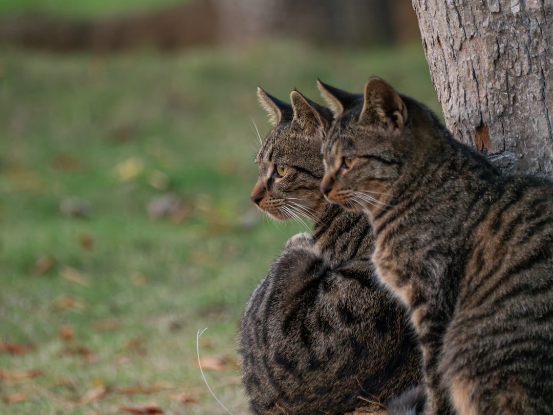 Why Do Cats Yowl At Night