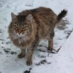 How to Care for a Siberian Cat