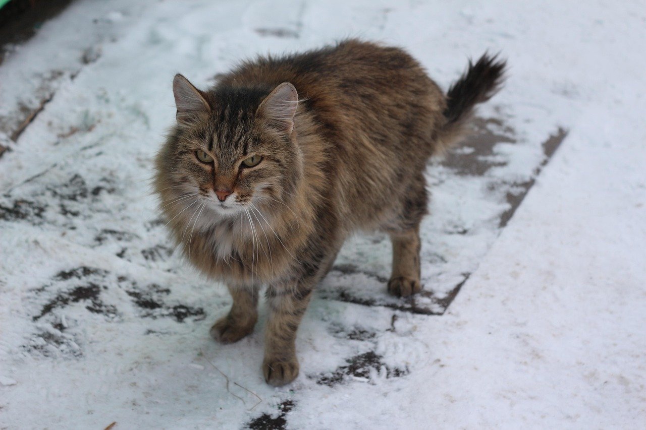 How to Care for a Siberian Cat