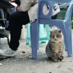 Why Do Cats Dislike Some People in The House Especially When They Love You