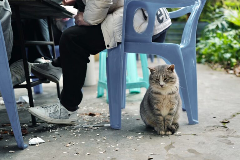 Why Do Cats Dislike Some People in The House Especially When They Love You