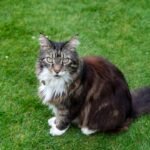 10 Cat Breeds Most Loved in the Midwest