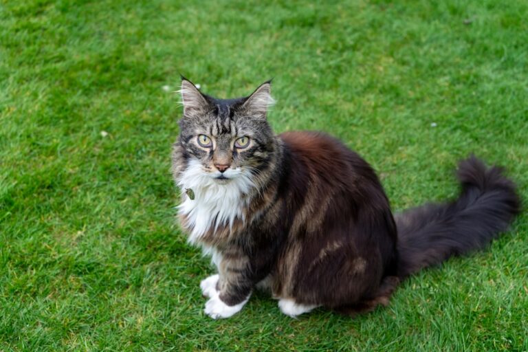 10 Cat Breeds Most Loved in the Midwest