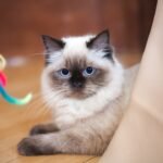 8 Cat Breeds Prone to Separation Anxiety