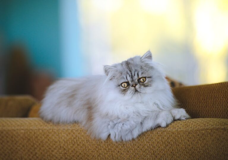 10 Cat Breeds With Surprisingly Delicate Health Needs