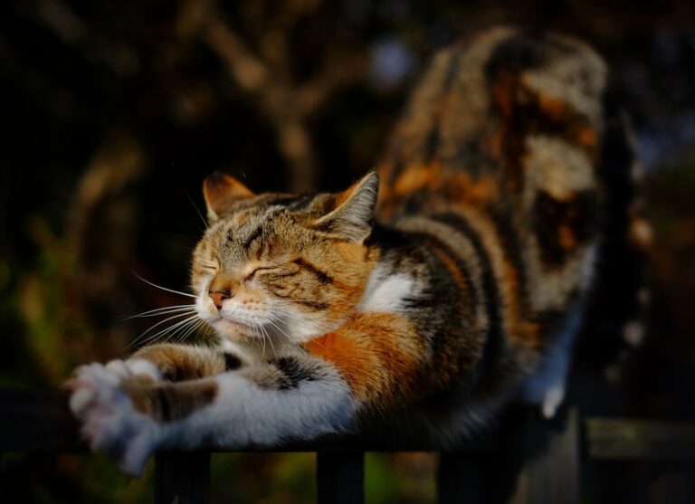 Cats Stick Butts Out for This 'Friendly' Reason When You Pet Them