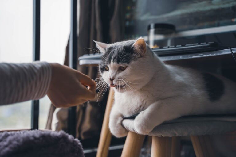 8 Mistakes Even Experienced Cat Owners Make (And How to Fix Them)
