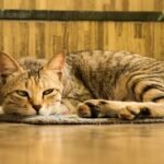 10 Innocent Mistakes That Can Make Your Cat Feel Unwanted