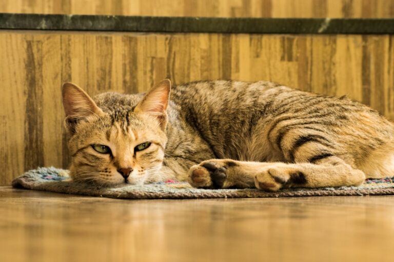 10 Innocent Mistakes That Can Make Your Cat Feel Unwanted