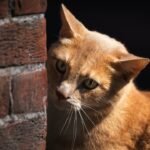 Unraveling the Mystery: Why Do Cats Stare at Walls?