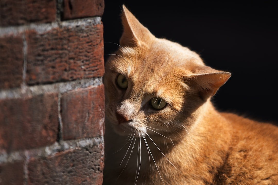 Unraveling the Mystery: Why Do Cats Stare at Walls?