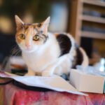 14 Things Your Cat Wishes You'd Stop Doing