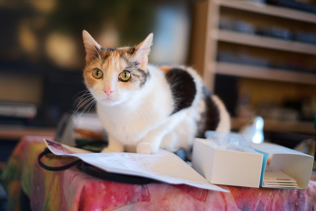 14 Things Your Cat Wishes You'd Stop Doing