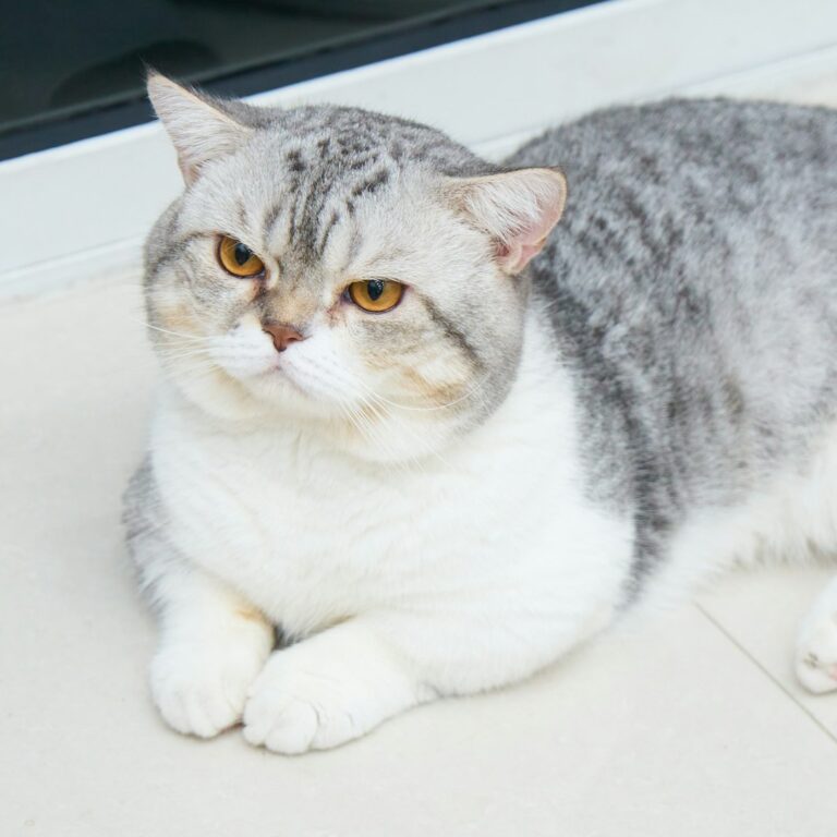 Cats That Thrive With Earth Signs - Stability-Loving Breeds for Taurus, Virgo, and Capricorn