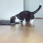 Beyond the Bowl: 7 Surprising Ways to Truly Enrich Your Cat's Life