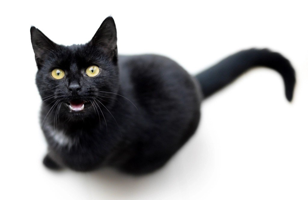 Why Do Cats Meow? These Are the Top 6 Reasons