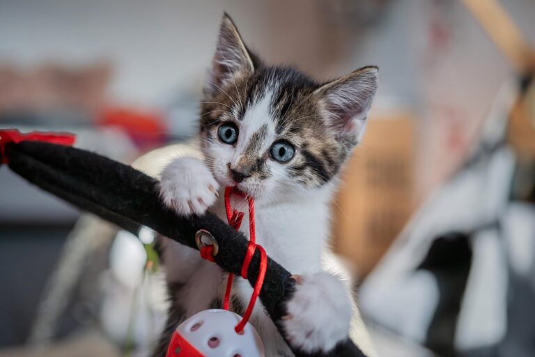 Why Your Cat Ignores the Fancy Toy and Plays with a Hair Tie Instead