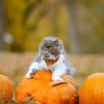 Can Cats Eat Pumpkin?