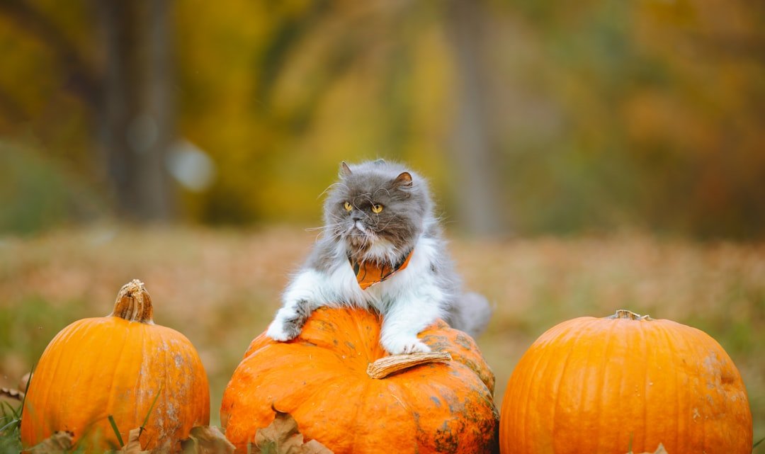 Can Cats Eat Pumpkin?
