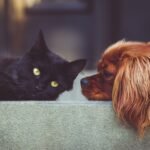 Do Dogs Really Hate Cats? Here's What the Experts Say