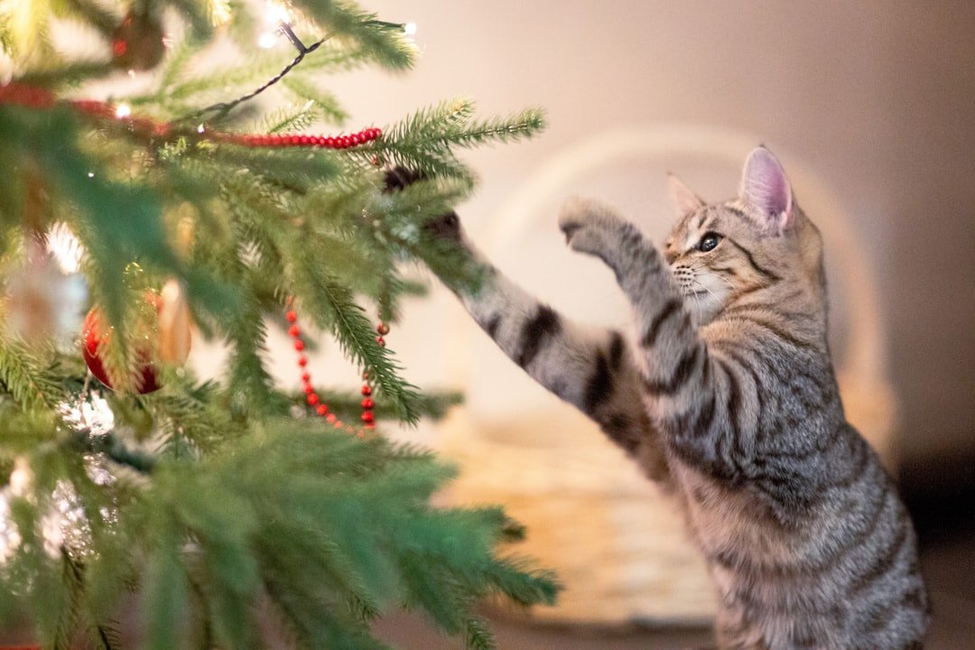 How to Keep Cats Away from the Christmas Tree