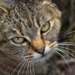 10 Signs Your Cat Is Mad at You