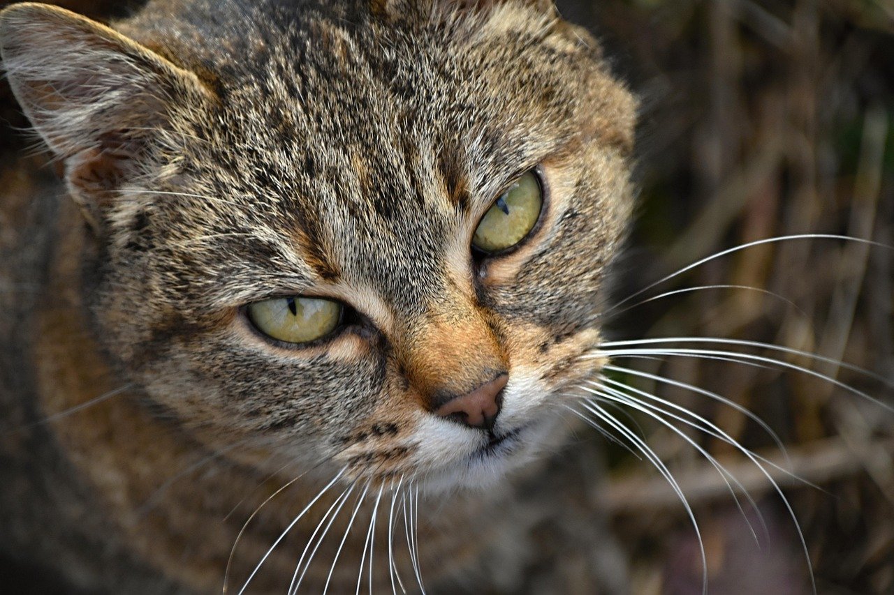 10 Signs Your Cat Is Mad at You