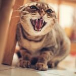 Why Do Cats Hiss?